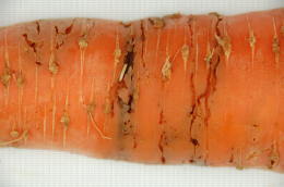 Larve et galeries causées par la mouche la carotte